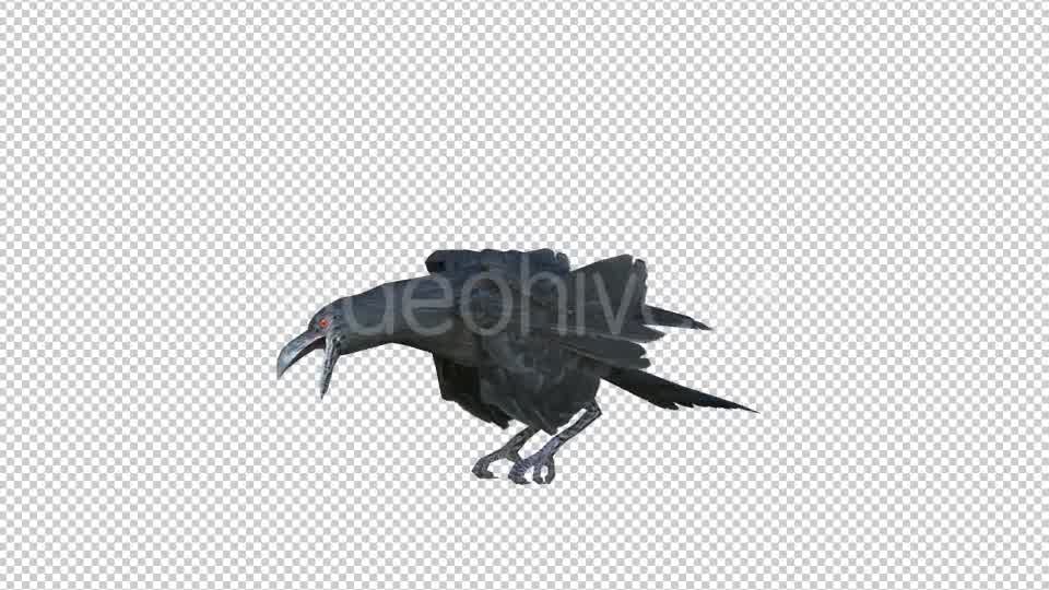 Black Raven Realistic 6 Videohive 20874931 Motion Graphics Image 8