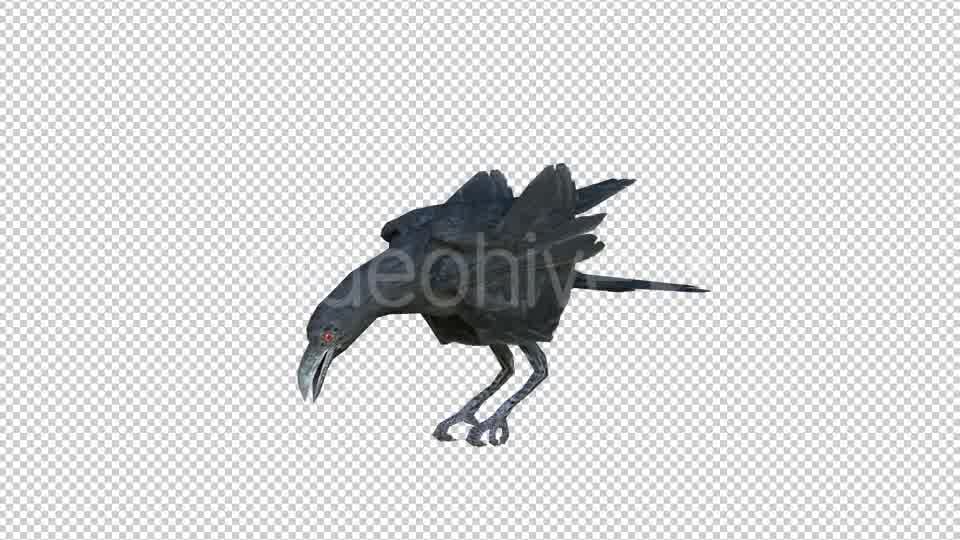 Black Raven Realistic 6 Videohive 20874931 Motion Graphics Image 9
