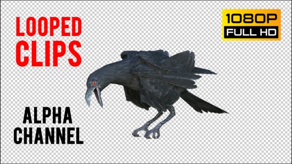 Black Raven Realistic 6 - Download Videohive 20874931