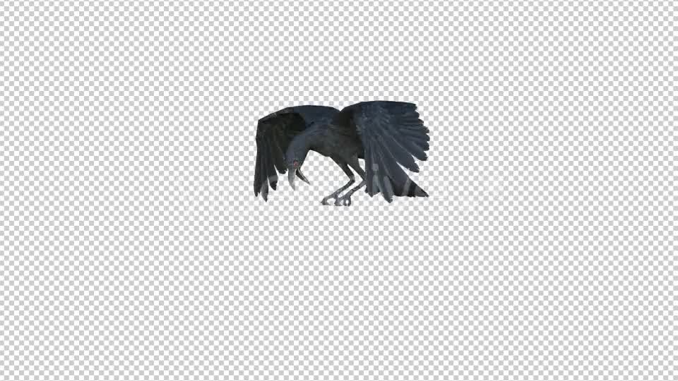 Black Raven Realistic 8 Videohive 20922644 Motion Graphics Image 1