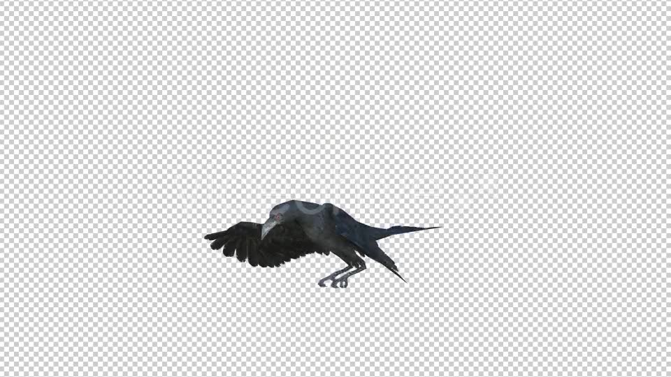 Black Raven Realistic 8 Videohive 20922644 Motion Graphics Image 2