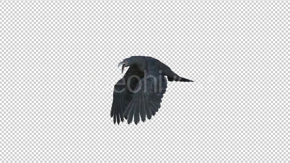 Black Raven Realistic 8 Videohive 20922644 Motion Graphics Image 3