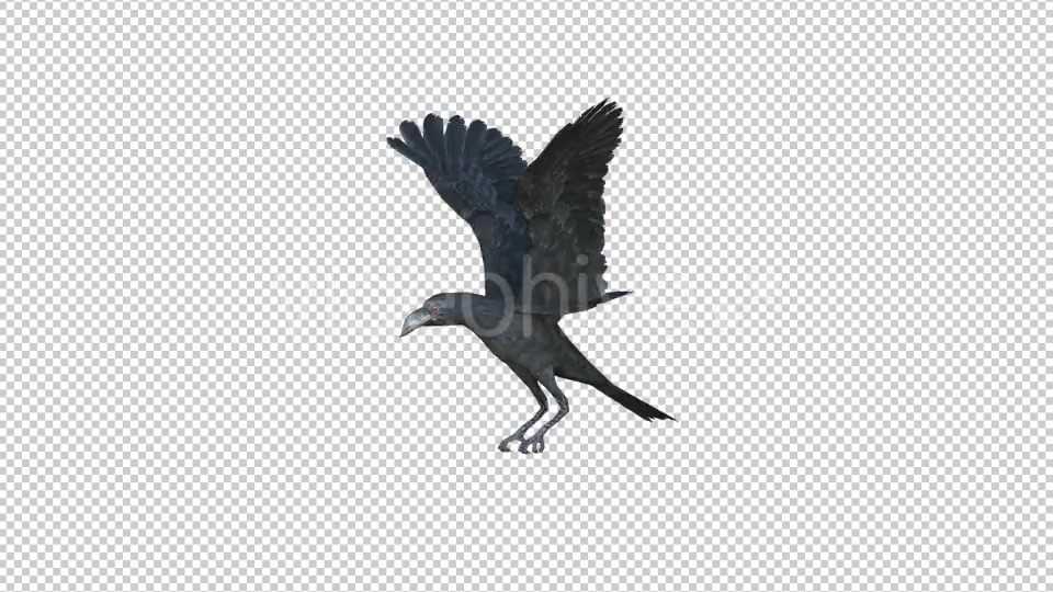 Black Raven Realistic 8 Videohive 20922644 Motion Graphics Image 4