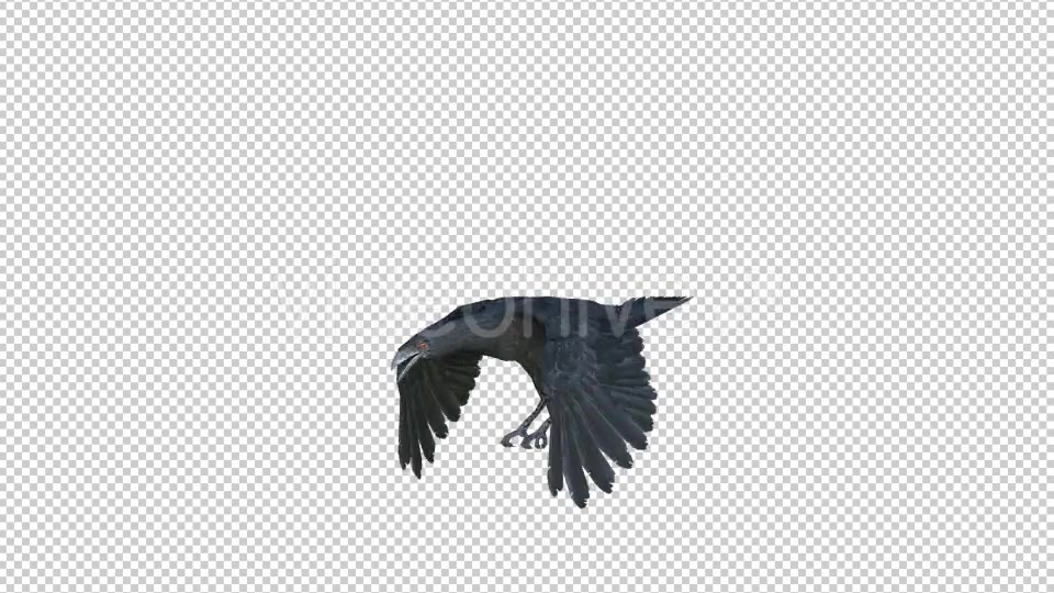 Black Raven Realistic 8 Videohive 20922644 Motion Graphics Image 5