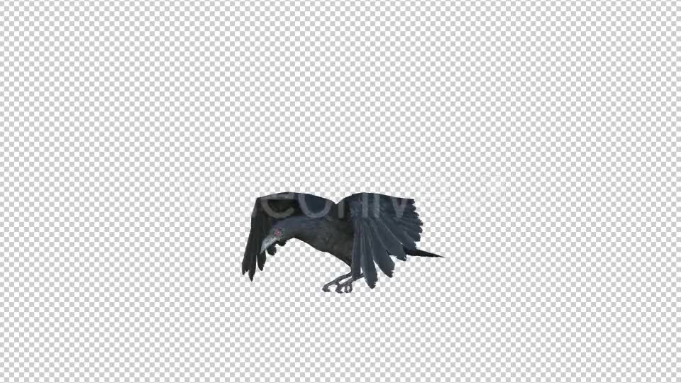 Black Raven Realistic 8 Videohive 20922644 Motion Graphics Image 6