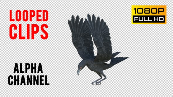 Black Raven Realistic 8 - 20922644 Videohive Download