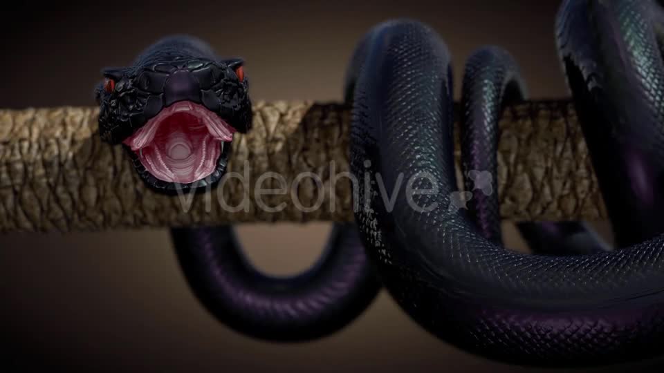 Black Snake in Slow Motion Videohive 20817452 Motion Graphics Image 1
