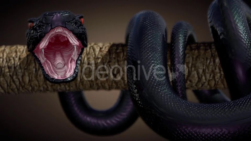 Black Snake in Slow Motion Videohive 20817452 Motion Graphics Image 3