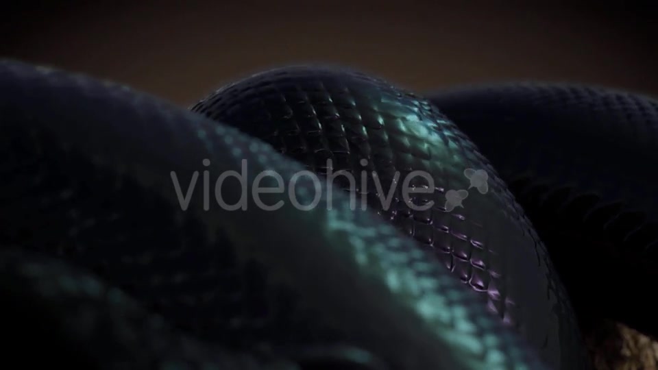 Black Snake in Slow Motion Videohive 20817452 Motion Graphics Image 5