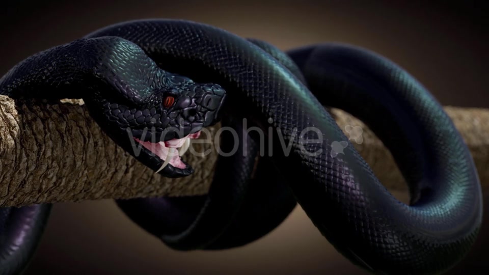 Black Snake in Slow Motion Videohive 20817452 Motion Graphics Image 6