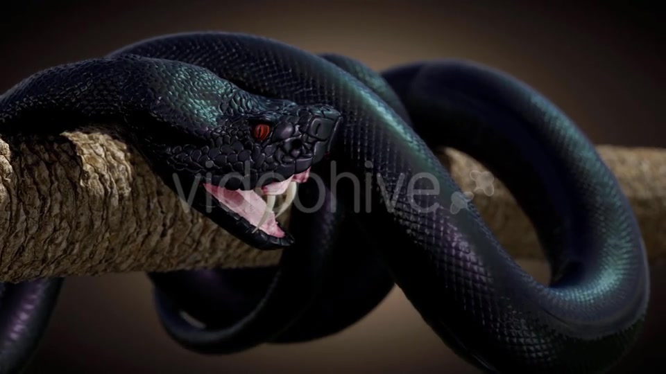 Black Snake in Slow Motion Videohive 20817452 Motion Graphics Image 7