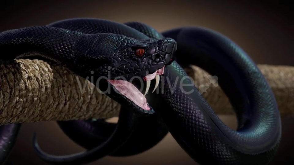 Black Snake in Slow Motion Videohive 20817452 Motion Graphics Image 8