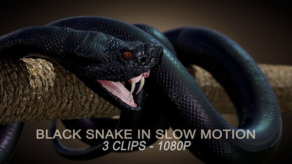 Black Snake in Slow Motion - 20817452 Videohive Download