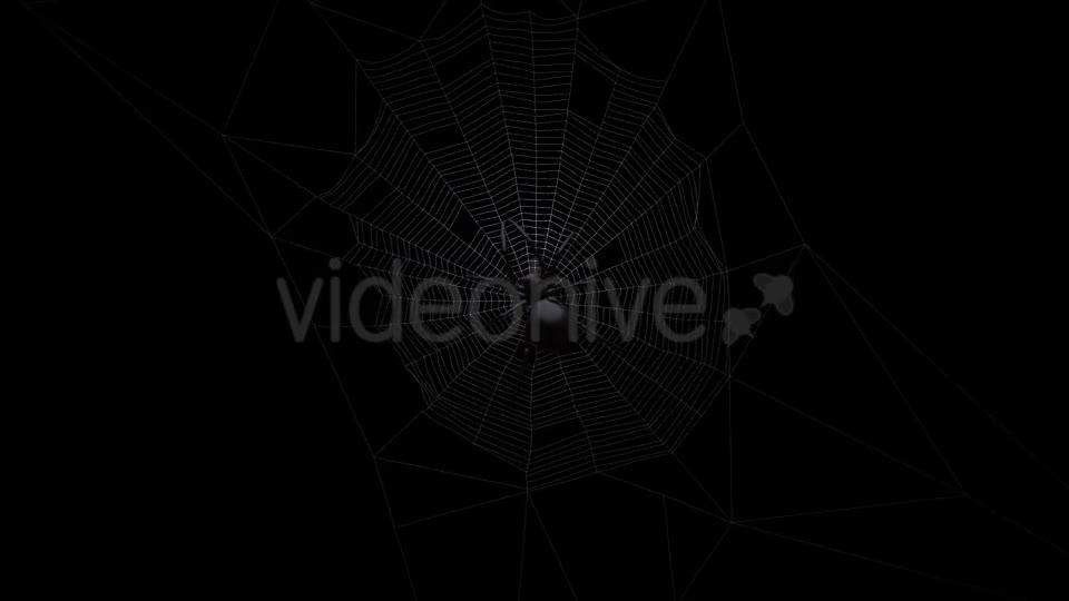 Black Spider On Web Videohive 18316700 Motion Graphics Image 1