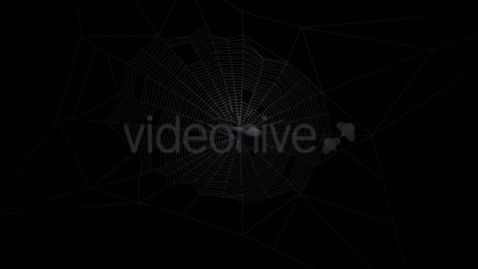 Black Spider On Web Videohive 18316700 Motion Graphics Image 2