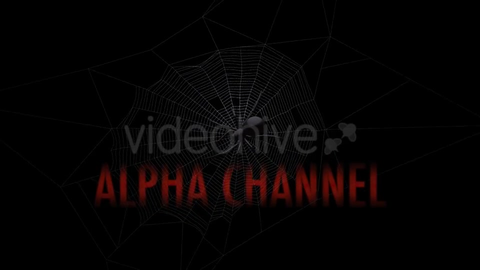 Black Spider On Web Videohive 18316700 Motion Graphics Image 3