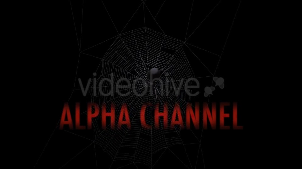 Black Spider On Web Videohive 18316700 Motion Graphics Image 4
