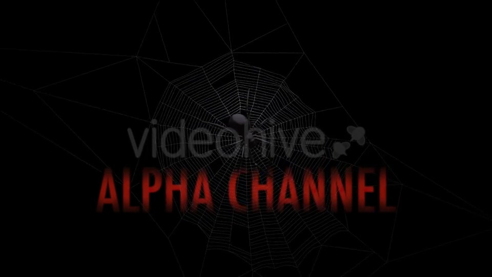 Black Spider On Web Videohive 18316700 Motion Graphics Image 5