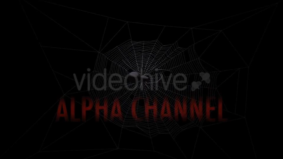 Black Spider On Web Videohive 18316700 Motion Graphics Image 6