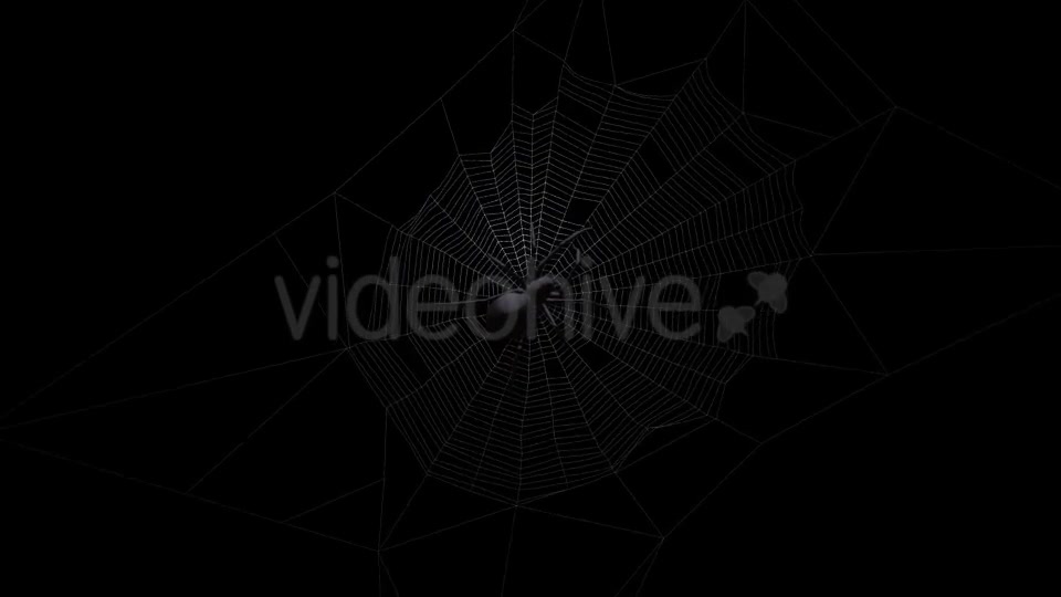 Black Spider On Web Videohive 18316700 Motion Graphics Image 7