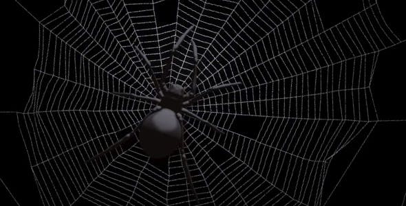 Black Spider On Web - Videohive Download 18316700