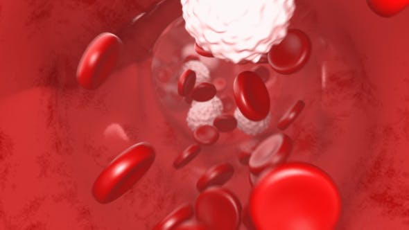 Blood Flow - Download 20144474 Videohive