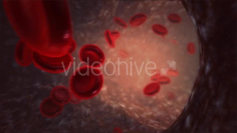 Blood Vessel Videohive 13066260 Motion Graphics Image 3