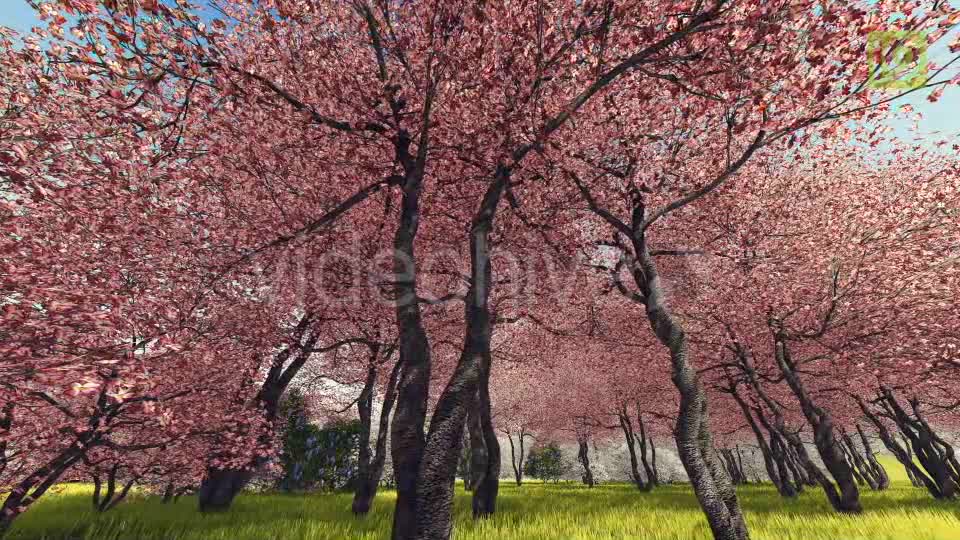 Blossoming Sakura 3 Videohive 20406788 Motion Graphics Image 1