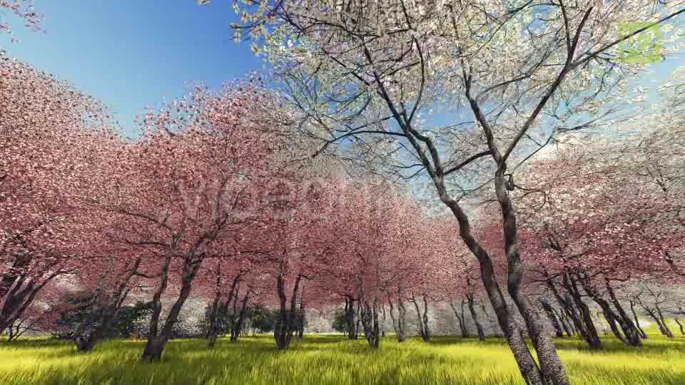 Blossoming Sakura 3 Videohive 20406788 Motion Graphics Image 10