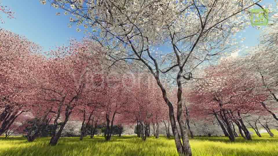 Blossoming Sakura 3 Videohive 20406788 Motion Graphics Image 11