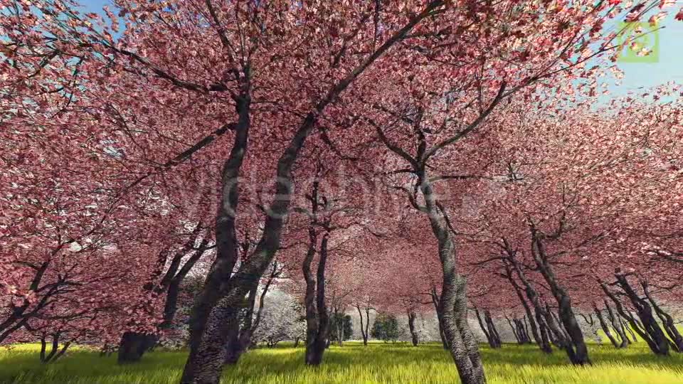 Blossoming Sakura 3 Videohive 20406788 Motion Graphics Image 2
