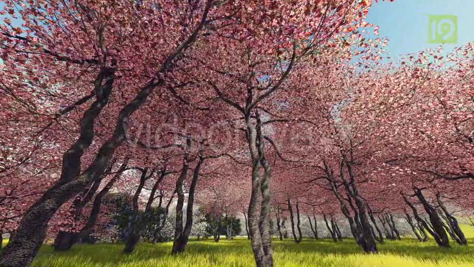 Blossoming Sakura 3 Videohive 20406788 Motion Graphics Image 3