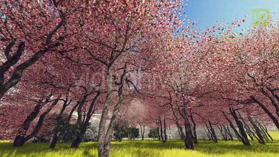 Blossoming Sakura 3 Videohive 20406788 Motion Graphics Image 4