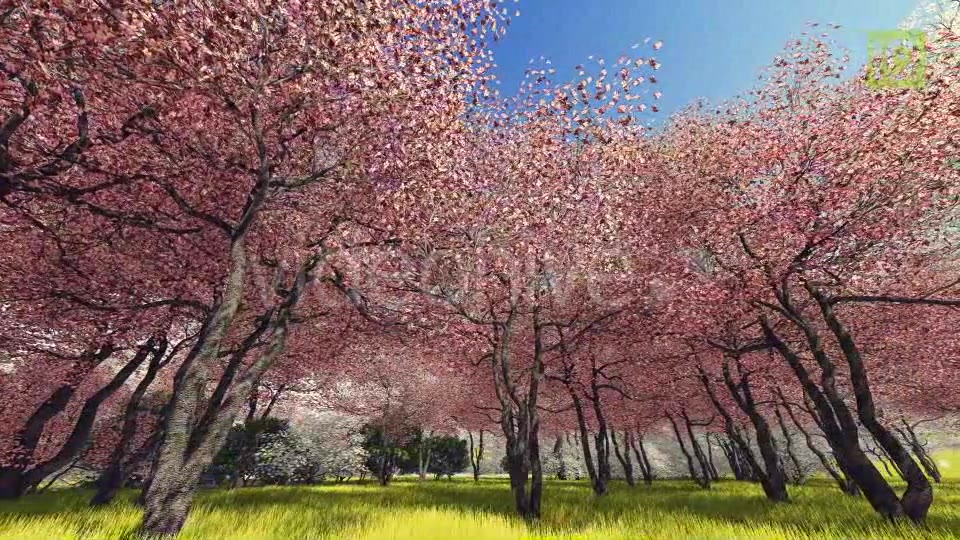 Blossoming Sakura 3 Videohive 20406788 Motion Graphics Image 5
