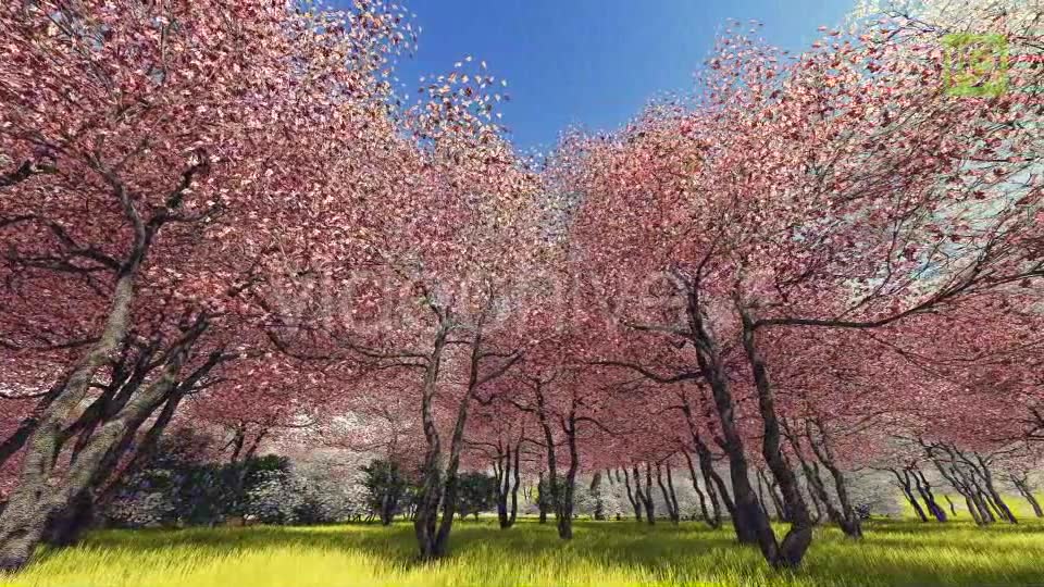 Blossoming Sakura 3 Videohive 20406788 Motion Graphics Image 6