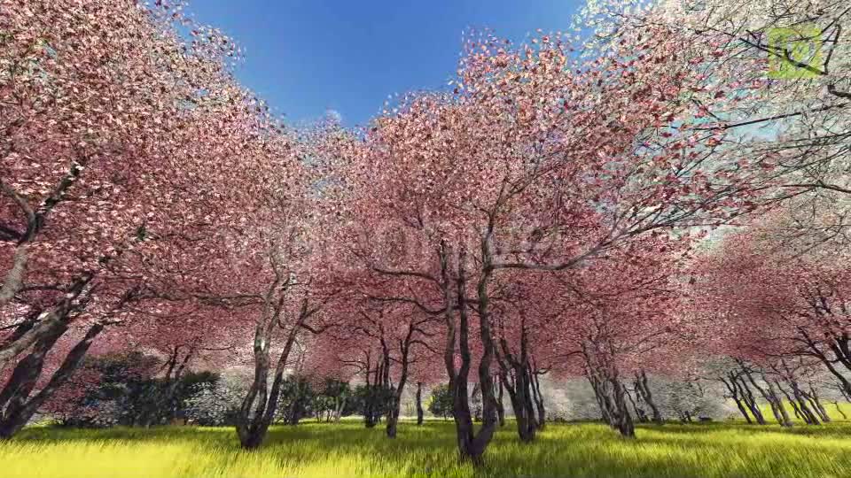 Blossoming Sakura 3 Videohive 20406788 Motion Graphics Image 7