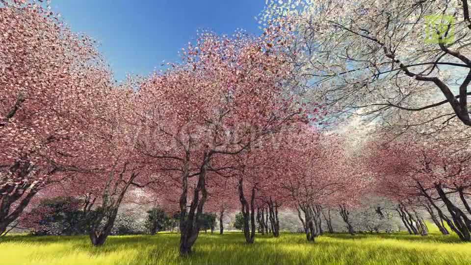 Blossoming Sakura 3 Videohive 20406788 Motion Graphics Image 8