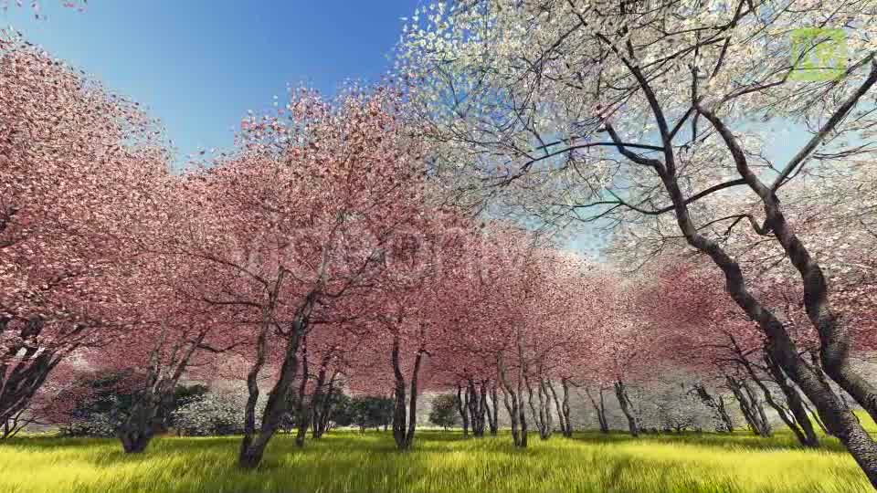 Blossoming Sakura 3 Videohive 20406788 Motion Graphics Image 9