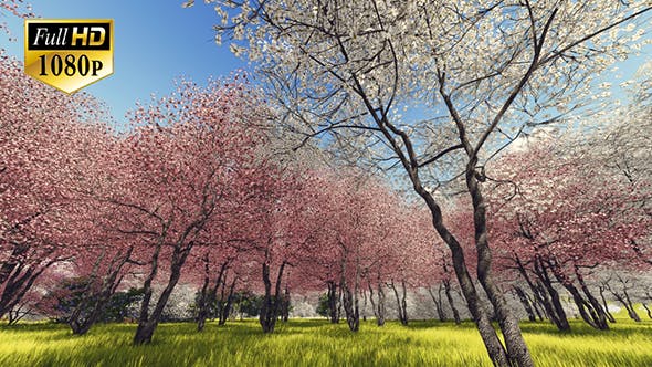 Blossoming Sakura 3 - Download 20406788 Videohive