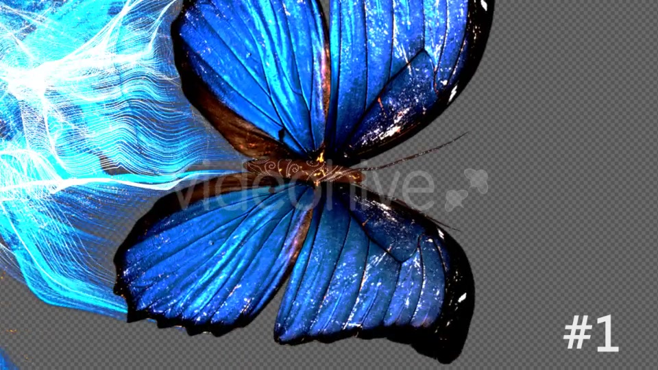 Blue Butterfly Particle Trailing Flying Transtion 3 In 1 Videohive 18883607 Motion Graphics Image 7