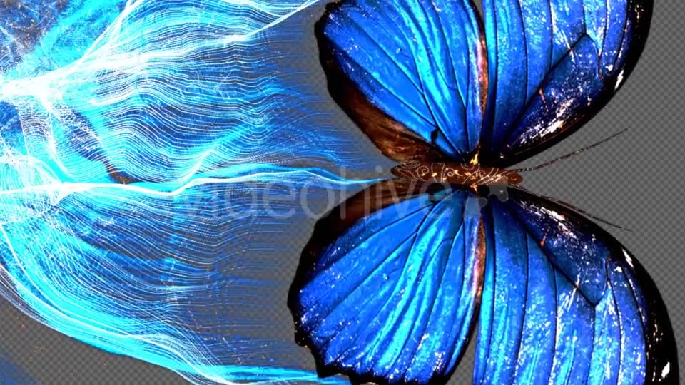 Blue Butterfly Particle Trailing Flying Transtion V1 Videohive 19048863 Motion Graphics Image 9