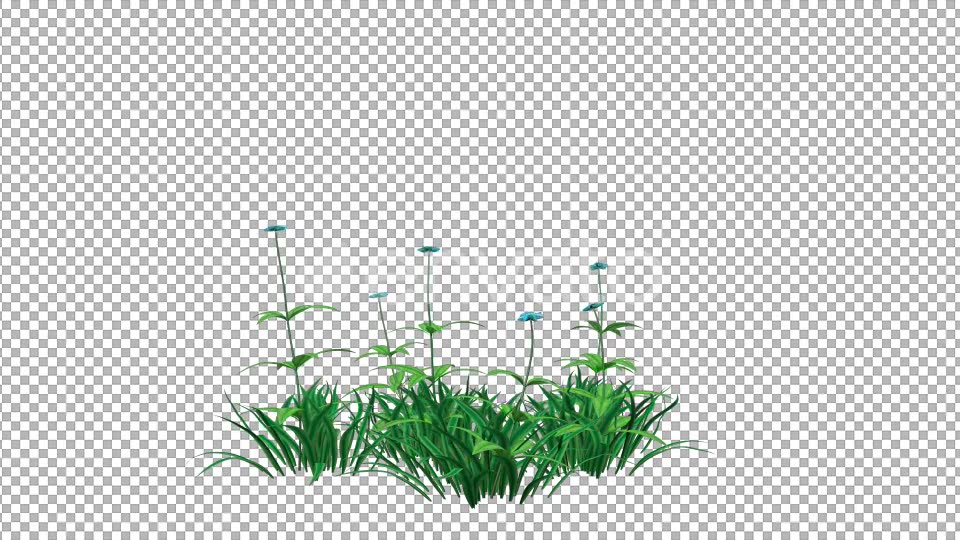 Blue Flower and Grass Videohive 22429587 Motion Graphics Image 3