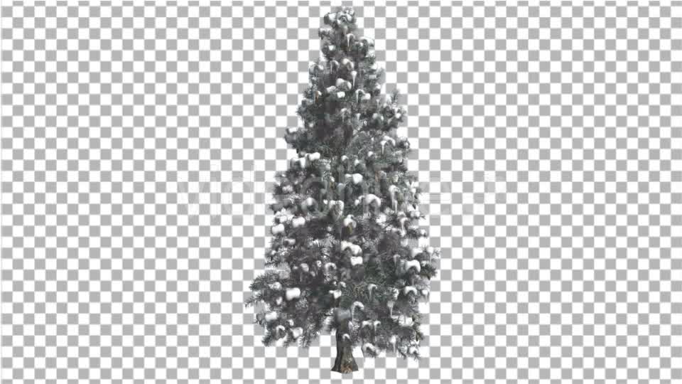 Blue Spruce Snow on a Branches Tree Distantly Videohive 16967104 Motion Graphics Image 1