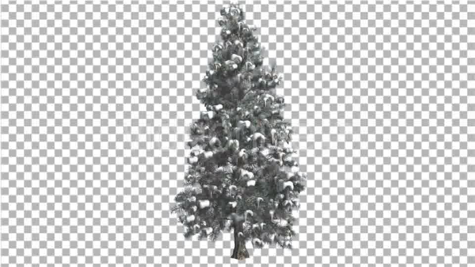 Blue Spruce Snow on a Branches Tree Distantly Videohive 16967104 Motion Graphics Image 10