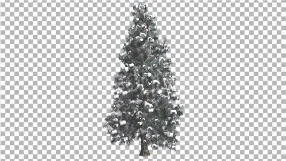 Blue Spruce Snow on a Branches Tree Distantly Videohive 16967104 Motion Graphics Image 11