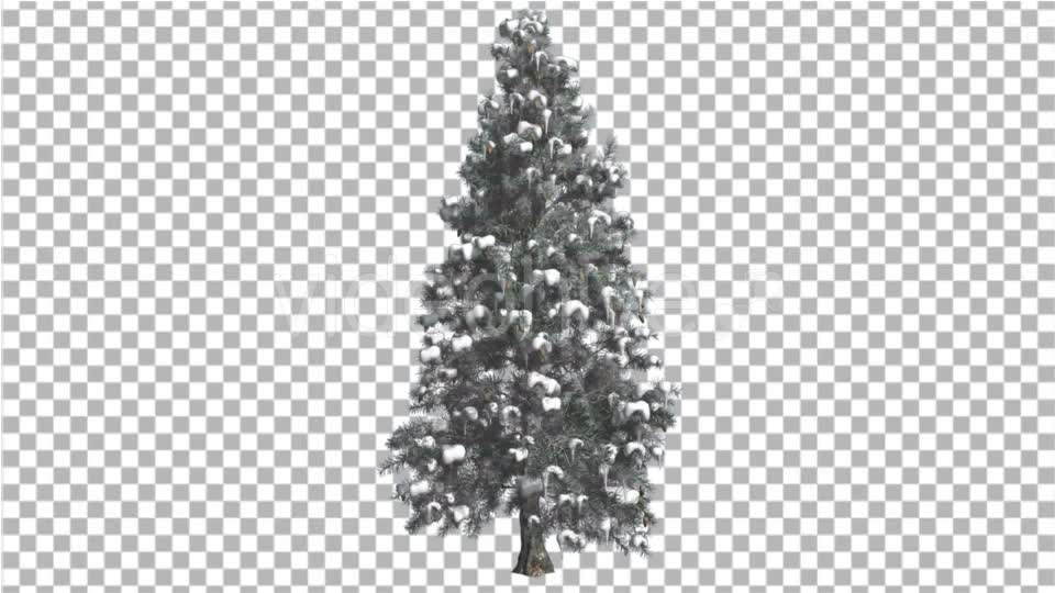 Blue Spruce Snow on a Branches Tree Distantly Videohive 16967104 Motion Graphics Image 2