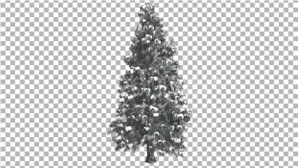 Blue Spruce Snow on a Branches Tree Distantly Videohive 16967104 Motion Graphics Image 3