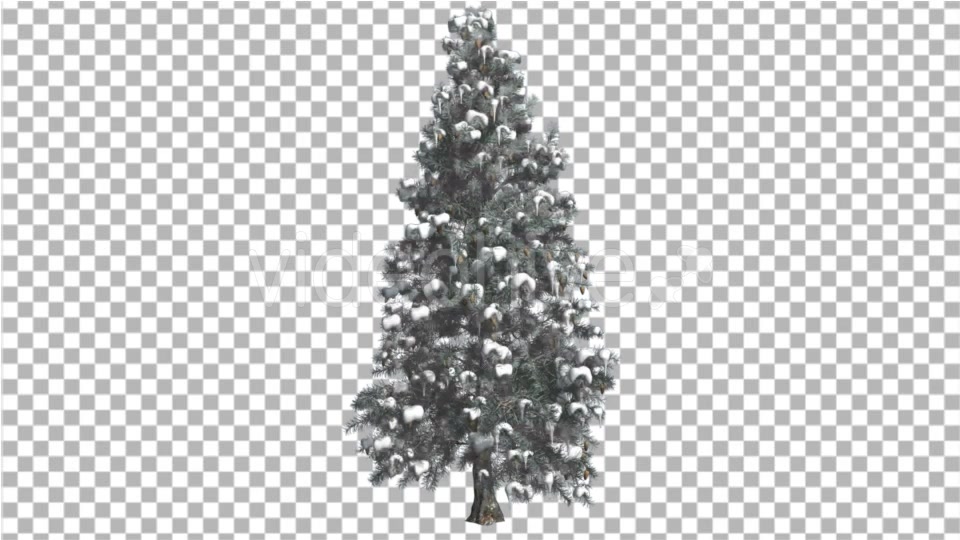 Blue Spruce Snow on a Branches Tree Distantly Videohive 16967104 Motion Graphics Image 4