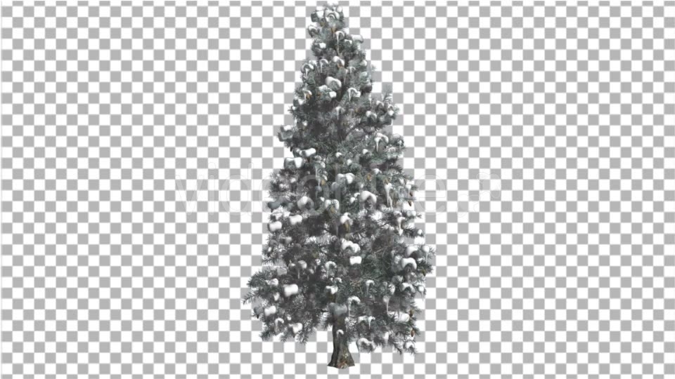 Blue Spruce Snow on a Branches Tree Distantly Videohive 16967104 Motion Graphics Image 5