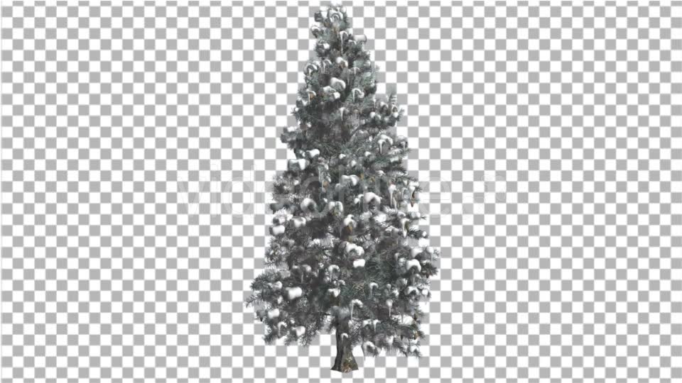 Blue Spruce Snow on a Branches Tree Distantly Videohive 16967104 Motion Graphics Image 6